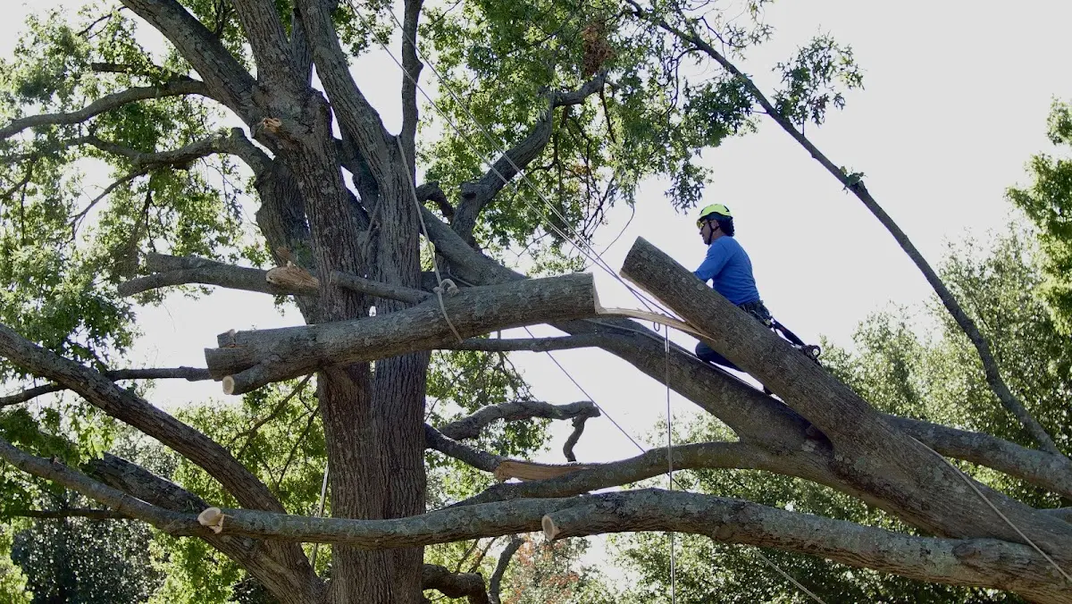 Professional Crown Thinning performed by certified arborists in Walnut Ridge