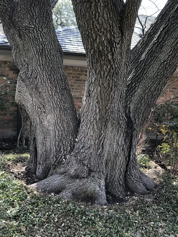 Mature heritage tree close to a Walnut Ridge property cared for by certified arborists